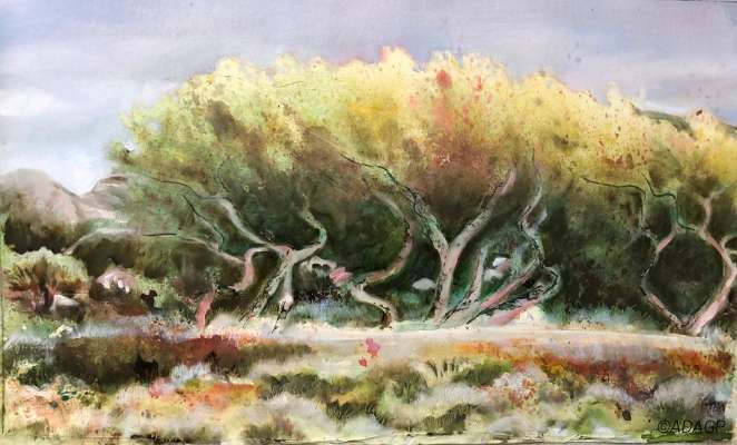 Arbres au bord de la mer