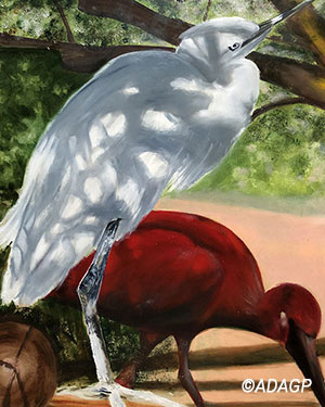 Oiseaux de la mangrove